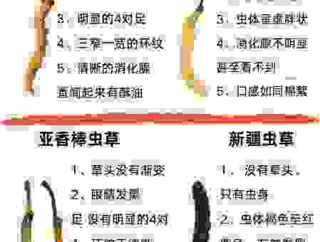 草虫是什么意思，新手养殖需要了解的基础知识有哪些