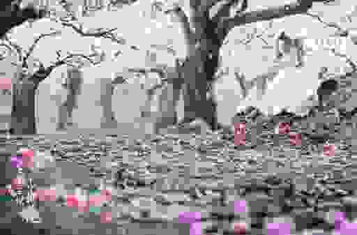 听说十里桃花万杨柳打一城市 藏着一个浪漫的秘密