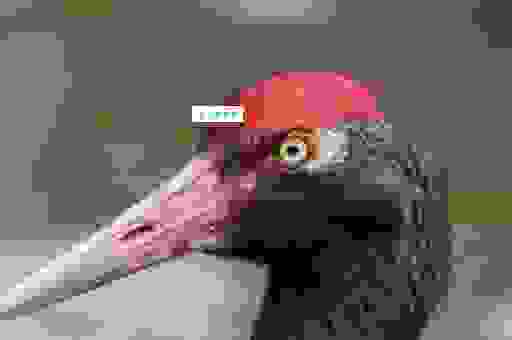 丹顶鹤的丹顶是什么构造？原来它和鸡冠不一样