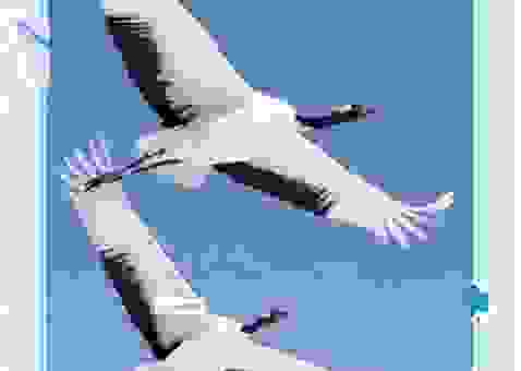 丹顶鹤的丹顶是什么构造？原来它和鸡冠不一样