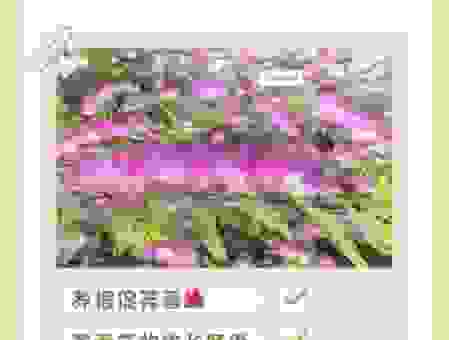 深入了解并蒂芙蓉什么意思？这两种花真的有区别吗