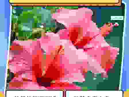 深入了解并蒂芙蓉什么意思？这两种花真的有区别吗