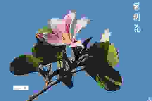 搞不懂八花九裂是什么意思？看完你就明白了真相