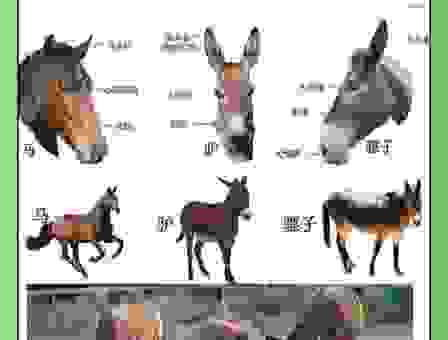 骡子的意思到底是什么？看完你就全明白了