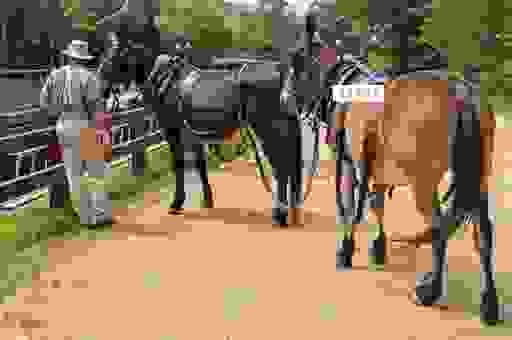 骡子的意思到底是什么？看完你就全明白了