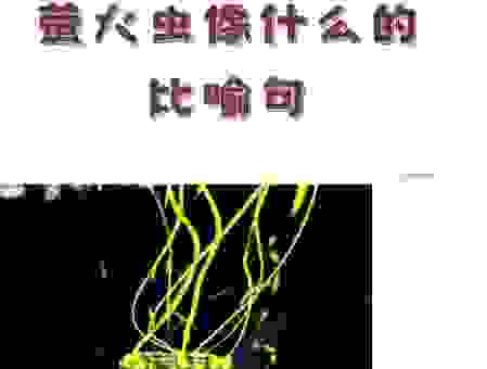 萤火虫亮晶晶打一城市名称的背后小故事你知道吗？