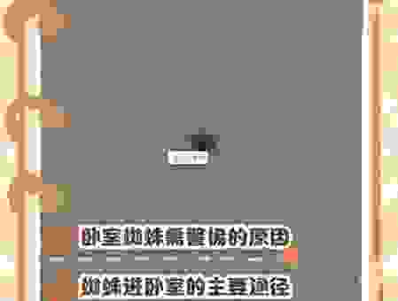 小蜘蛛太多怎么办？这几个方法让你轻松解决！