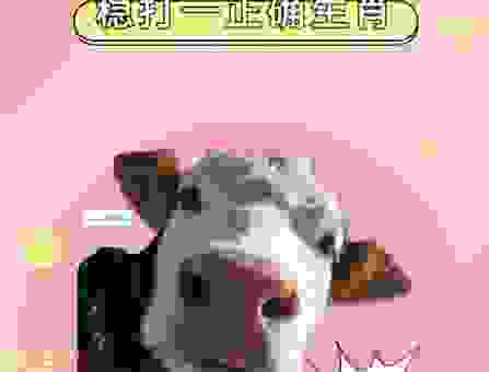 家道中落打一生肖，这个生肖很特别快来看看