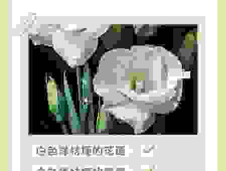洋桔梗花语是什么？送花前必看爱情寓意解读