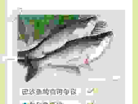 巴鱼是什么鱼?这些关于巴鱼的知识要知道