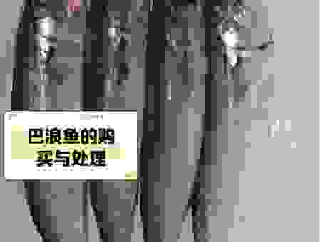 巴鱼是什么鱼？这些关于巴鱼的知识要知道