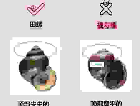 福寿螺和田螺长得像,到底有哪些区别?