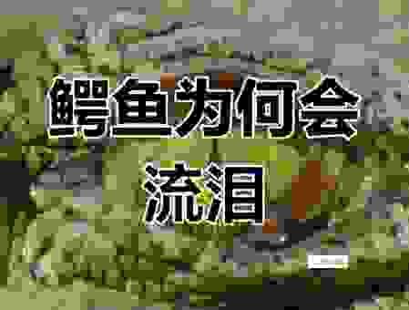 想知道鳄鱼为什么流眼泪吗？科学家揭秘惊人发现！