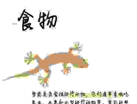 家里的壁虎吃什么？原来它喜欢吃这些小虫子