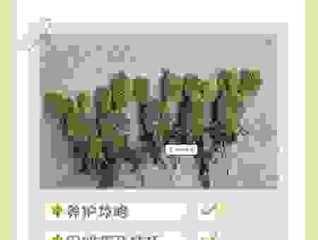 仙人球的养殖方法,教你轻松养出健康茁壮的小可爱