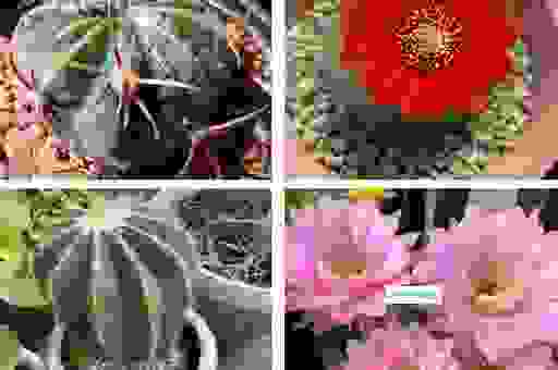 仙人球的养殖方法,教你轻松养出健康茁壮的小可爱